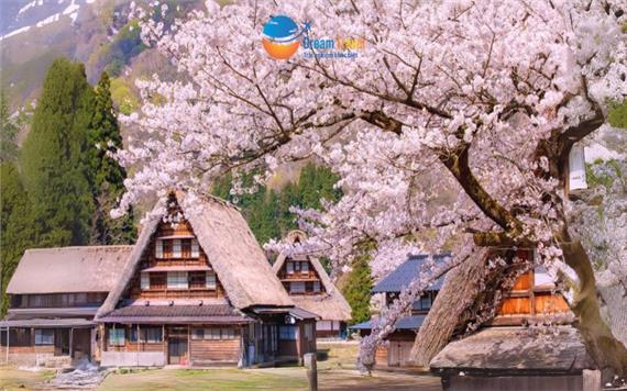Tour Nhật Bản Mùa Hoa Anh Đào 2025: Cung Đường Làng Cổ Shirakawa-go Từ HCM